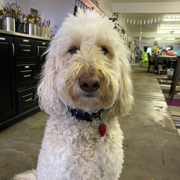 Meet your Posher, Kimberly - Picture 1 of 1